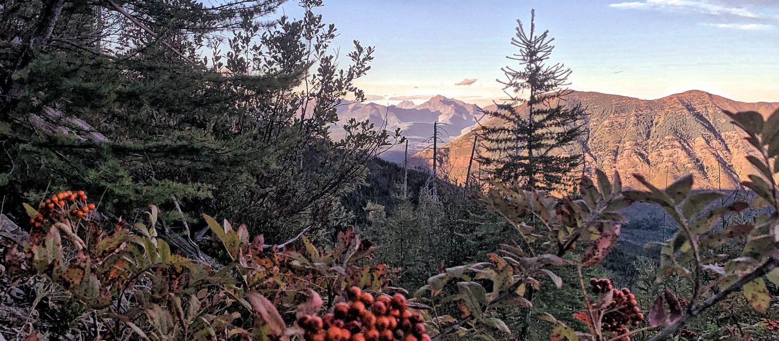 Clusters of orange mountain ash berries in the foreground, a distant ridge lit pink by late sun