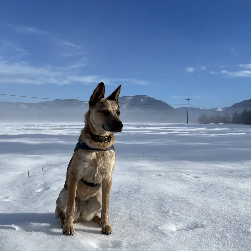 Sinopah sitting in a snow-covered field, Flathead Valley mountains behind her